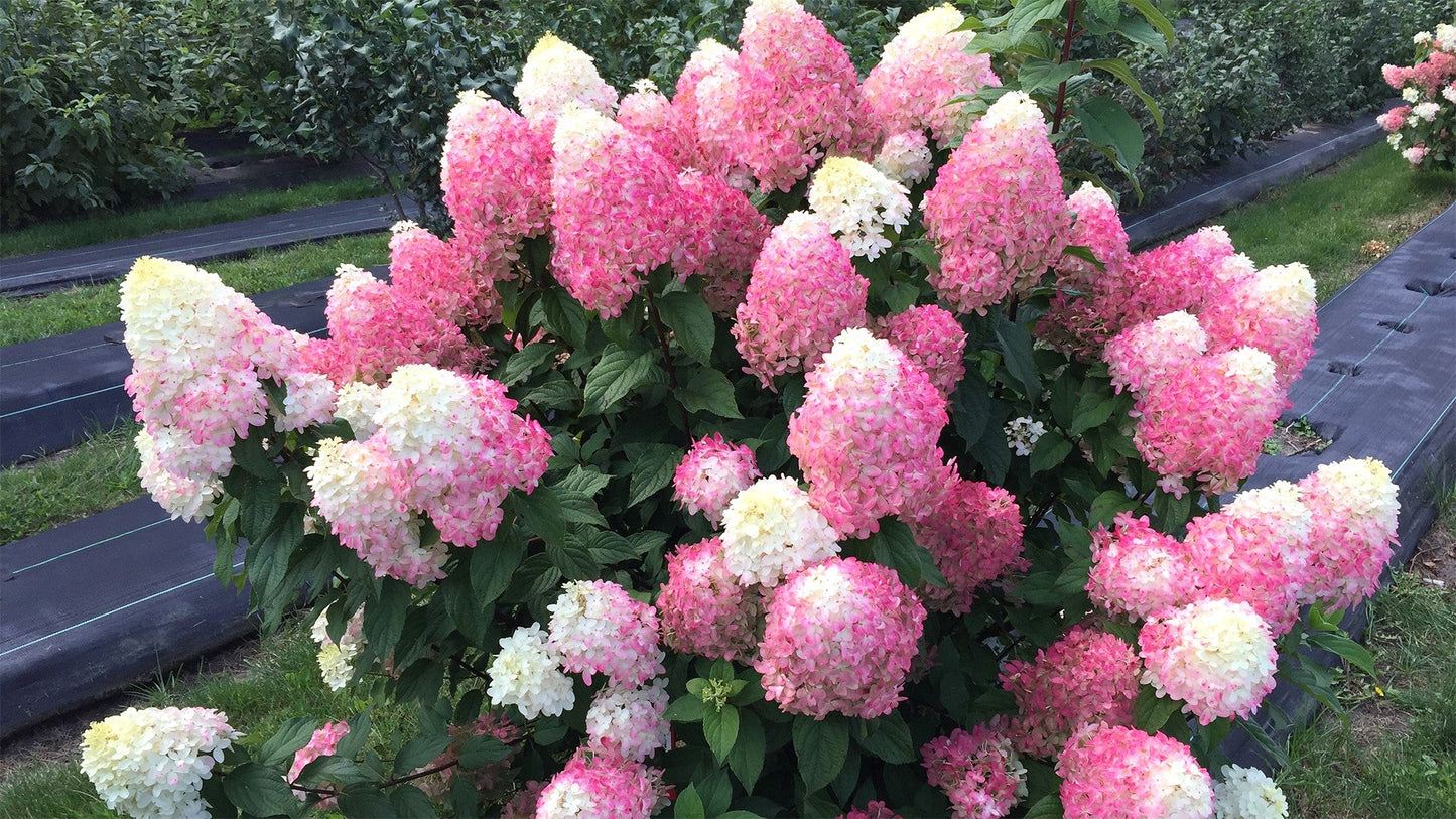 Detail of Hydrangea Quick Fire Fab® blossoms with emerging pink color on green foliage