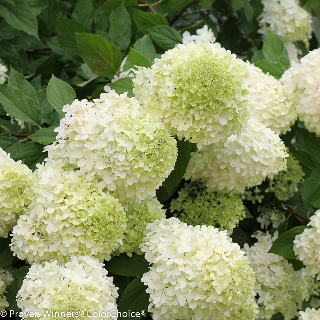 Detail of Limelight Hydrangea flower cluster with lime tones transitioning toward white