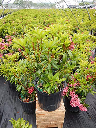 Detail of Sarah Mountain Laurel glossy green leaves and emerging flowers