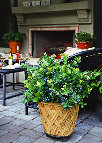 Detail of foliage on a Peach Sorbet® edible blueberry shrub showing coloration