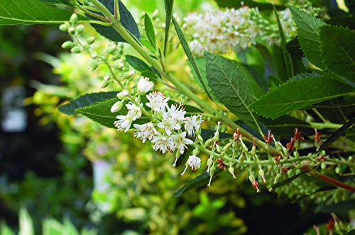 Detail of glossy green leaves of Clethra alnifolia ‘Hummingbird’