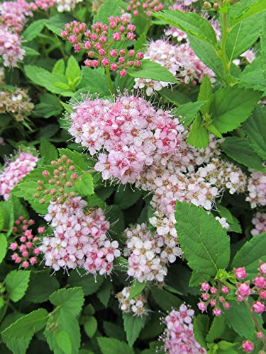Detail of green leaves and emerging pink blooms on Little Princess Spirea