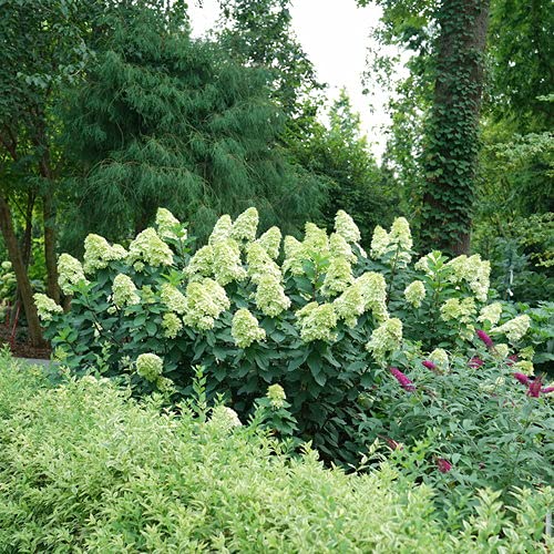 Detail of individual Limelight Prime panicle hydrangea cluster with emerging white‑green blossoms.