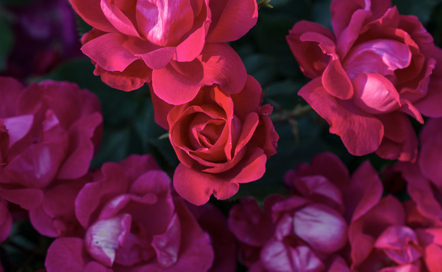Detail of petals on red Knock Out roses