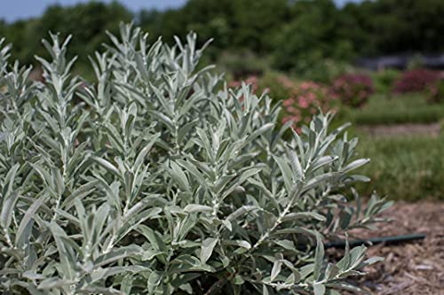 Detail of silvery foliage of Iceberg Alley® Sageleaf Willow for garden planting