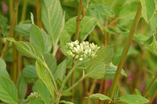 Detail of small white flowers on dogwood branches