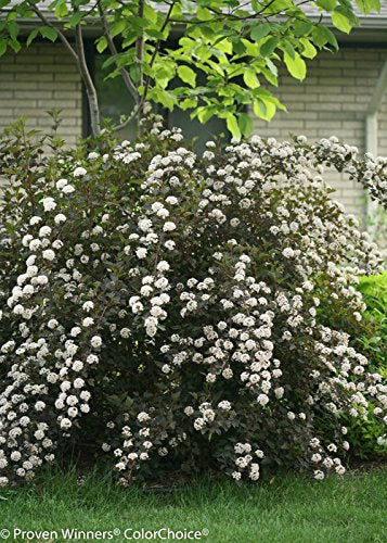 Detail shot of colorful foliage of Physocarpus opulifolius ‘Summer Wine’ with emerging flower clusters in the backyard