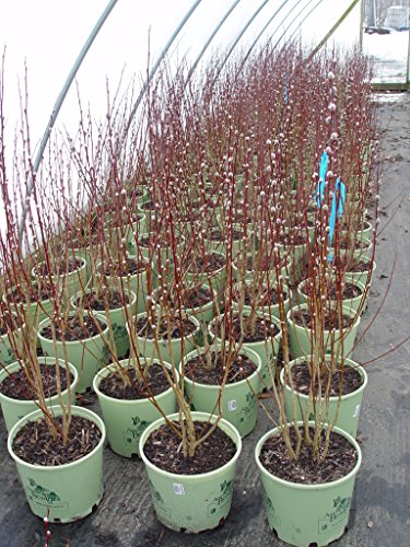 Detailed branch texture on Salix discolor