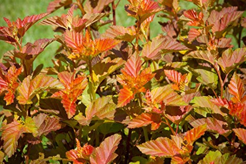 Detailed leaf texture of Amber Jubilee Ninebark foliage