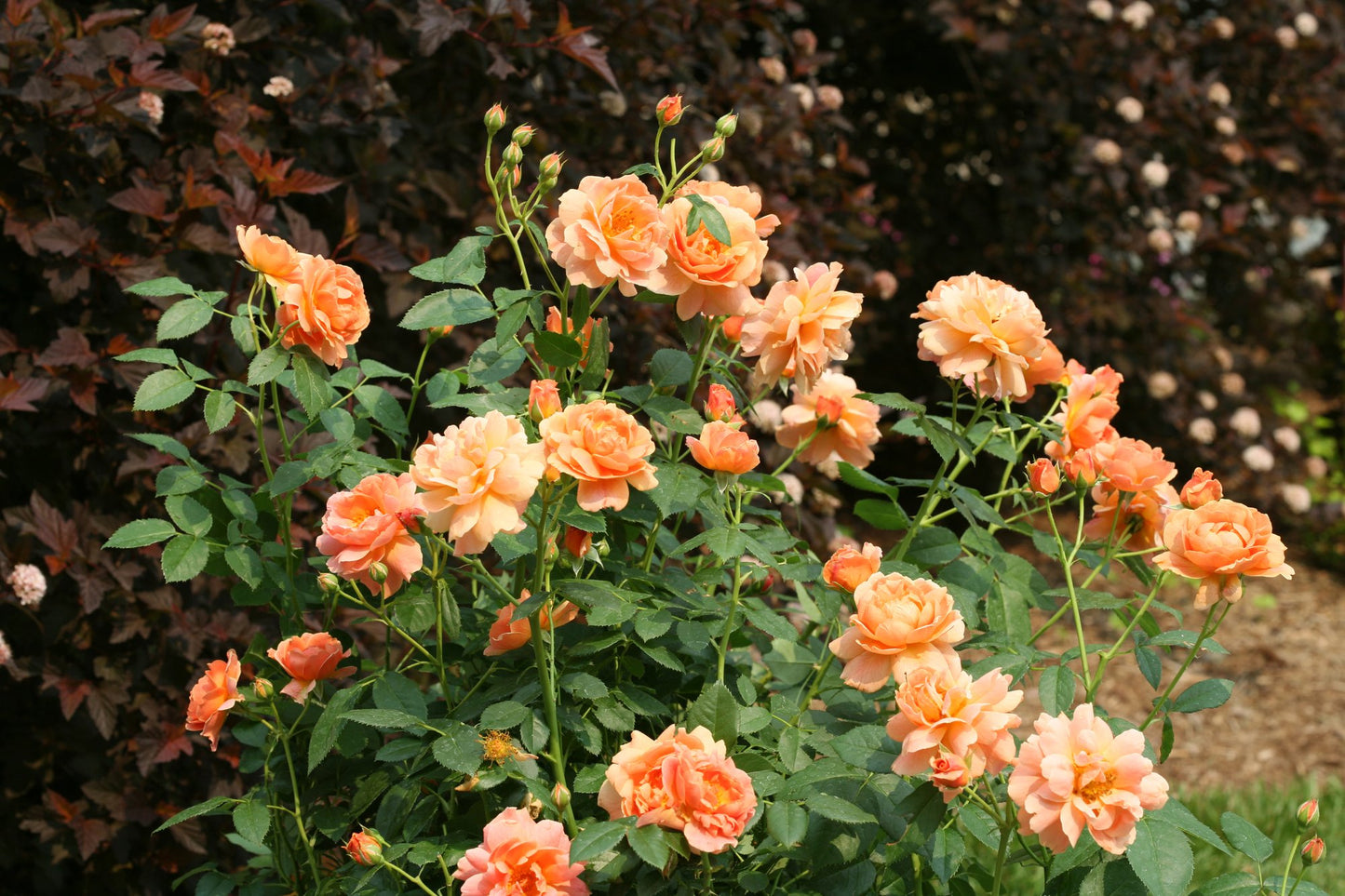 Detailed shot of At Last® rose flowers showing layered petals in rich orange tones against deep green foliage.