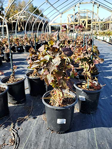 Detailed shot of Boston Ivy leaves