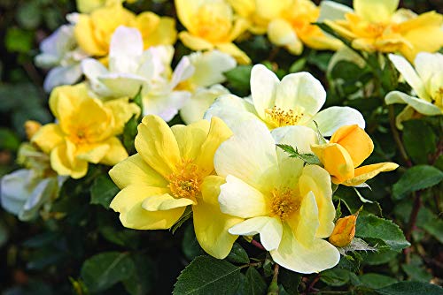 Detailed shot of Sunny Knock Out® rose petals and buds in bright yellow tones