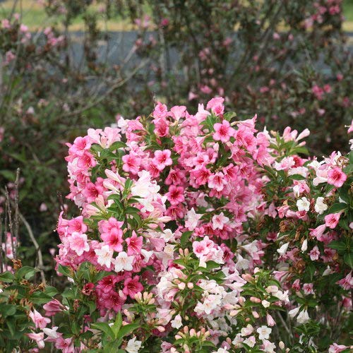 “Detailed shot of Weigela blossoms in pink, white, and red.”