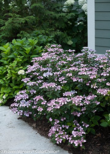 Detailed shot of hydrangea flowers on Tiny Tuff Stuff shrub in full bloom.