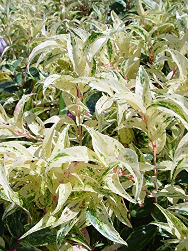 Detailed shot of individual Rainbow Leucothoe leaves showing cream, pink, and green mottling