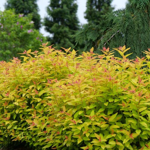 Detailed view of vibrant foliage texture on Spiraea Double Play Candy Corn shrub