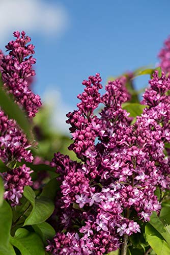 Detailed view of violet lilac flower clusters