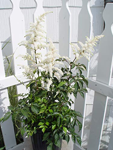 Deutschland Astilbe showing overall plant form with white flowers and leafy base