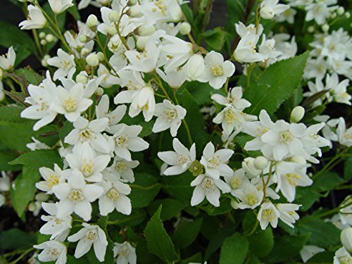 Deutzia gracilis Nikko