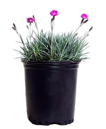 Dianthus Firewitch