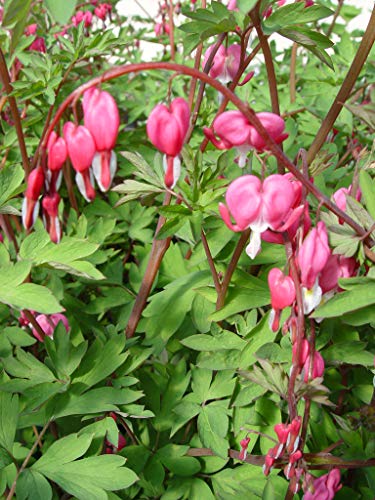 Dicentra spectabilis
