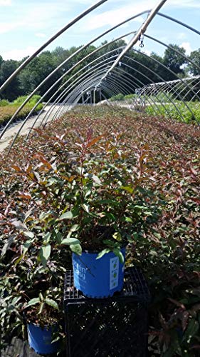 Diervilla splendens Nightglow™