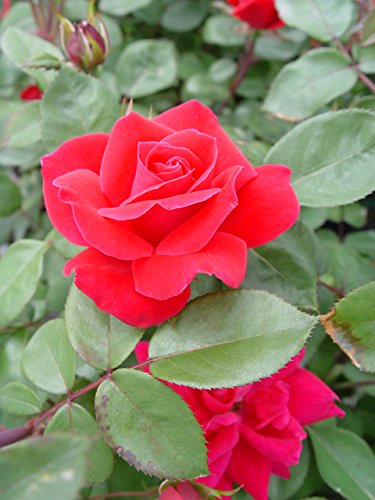 Double Knock Out® Rose flower close up