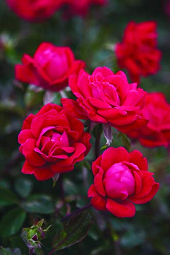 Double Knock Out® Rose flower focus