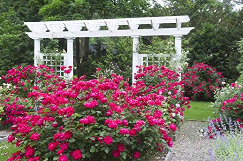 Double Knock Out® Rose flowering in the garden