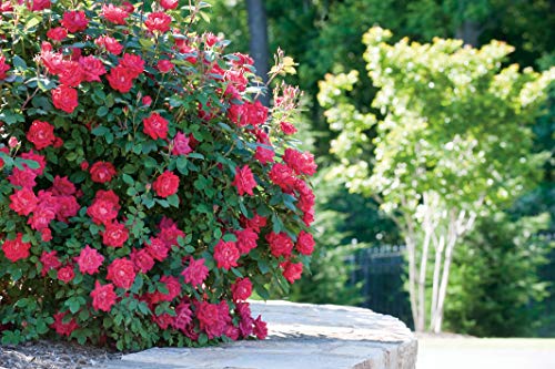 Double Knock Out® Rose full of blooms