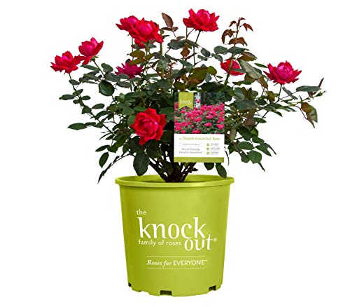 Double Knock Out® Rose in branded pot