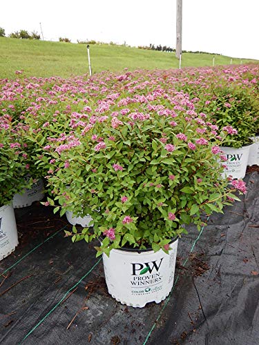 Double Play® Artisan® Spirea covered in blooms