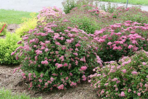 Double Play® Artisan® Spirea covered in flowers