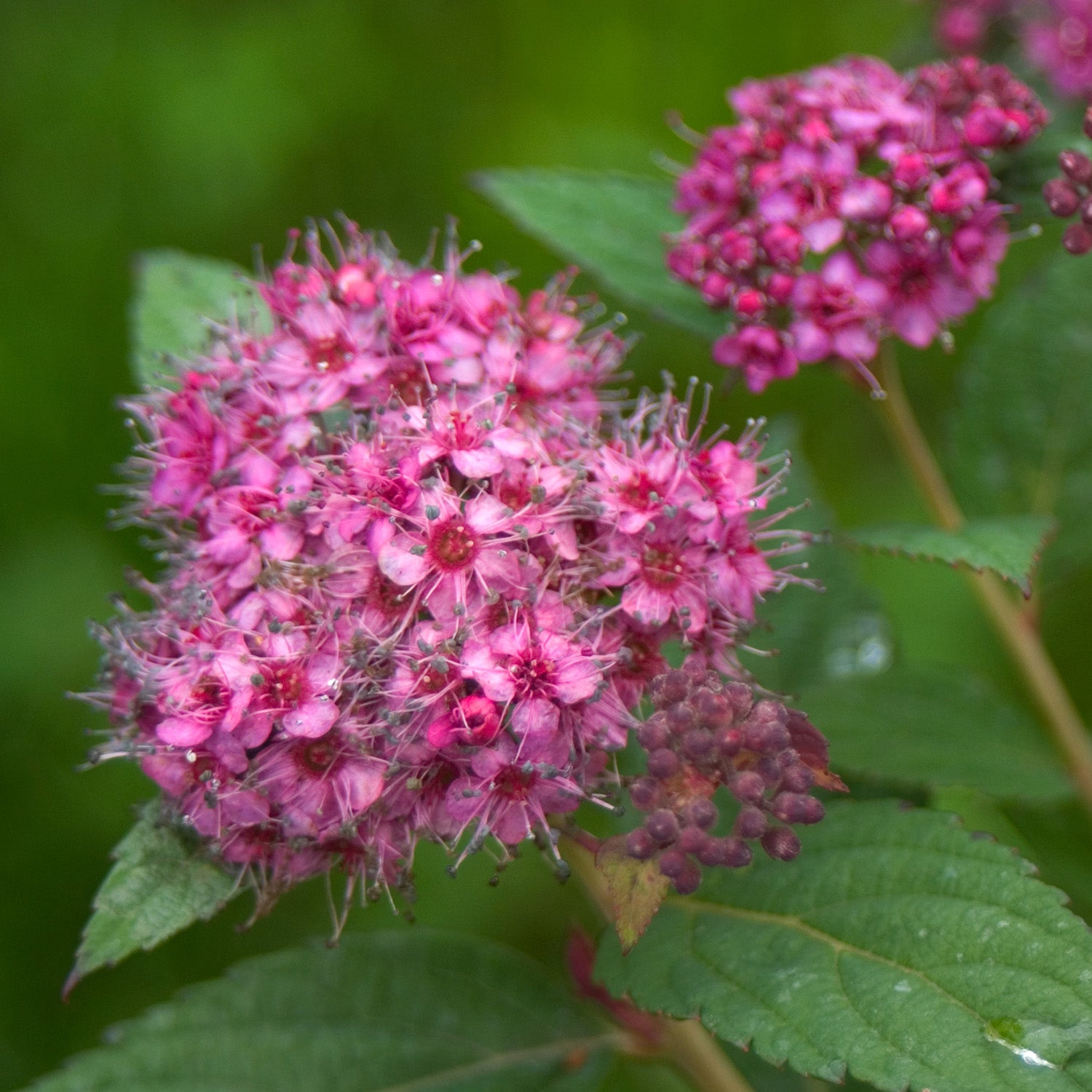 Double Play® Artisan® Spirea flower focus
