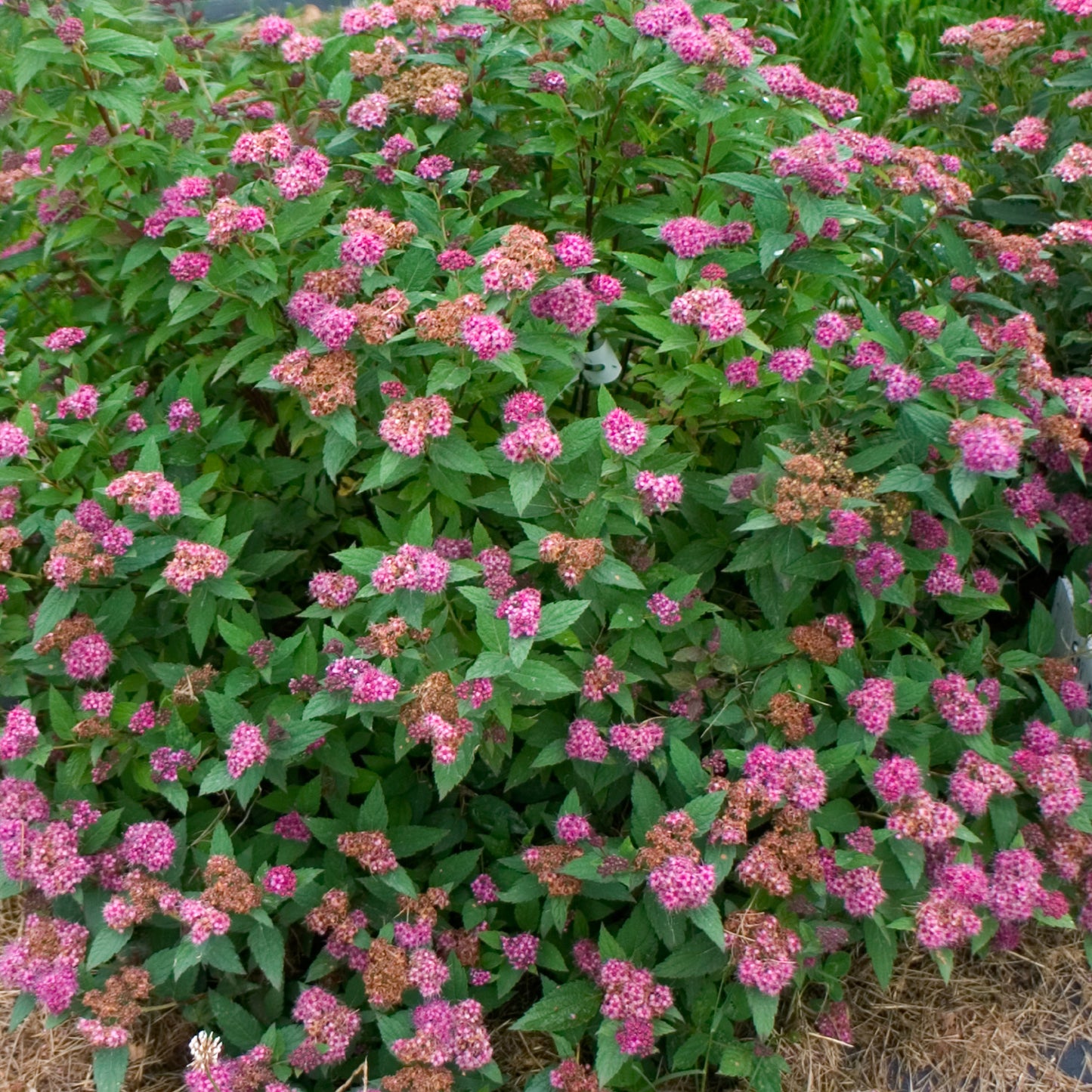 Double Play® Artisan® Spirea full of blooms