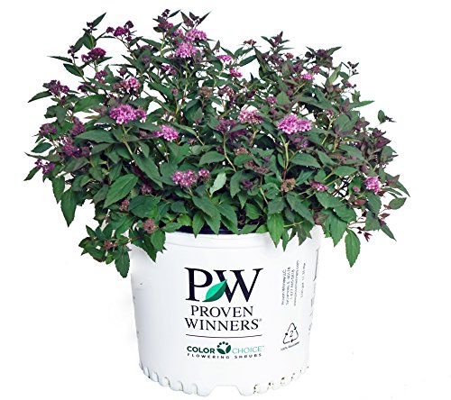 Double Play® Artisan® Spirea in proven winners pot