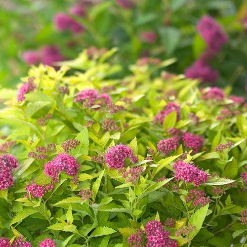 Double Play® Gold Spirea flower focus