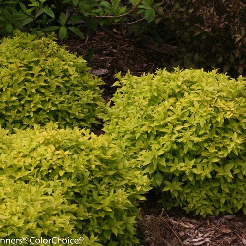 Double Play® Gold Spirea mounded form in the garden