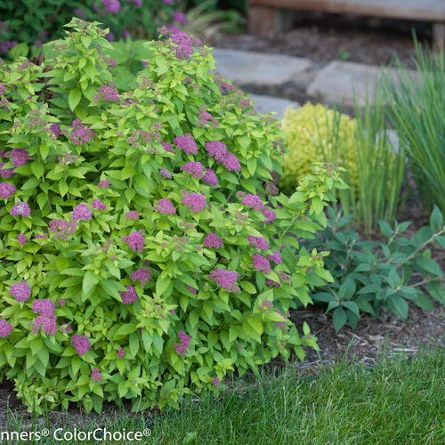 Double Play® Gold Spirea planted in the garden