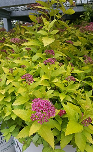 Double Play® Gold Spirea yellow green leaves and pink blooms