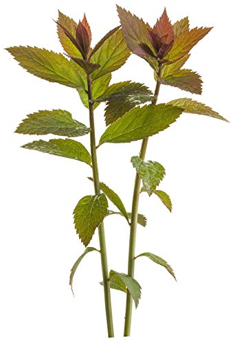 Double Play® Red Spirea foliage focus