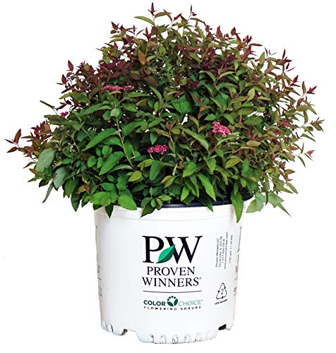 Double Play® Red Spirea in branded pot
