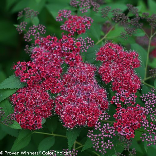 Double Play Red Spirea plant with red flowers