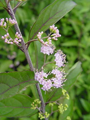 Early Amethyst Beautyberry flower focus