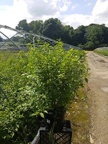 Early Amethyst Beautyberry in nursery