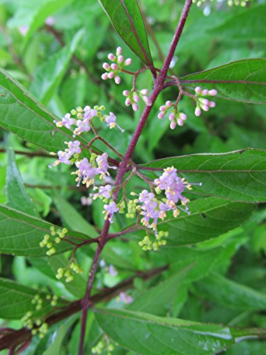 Early Amethyst Beautyberry red branches