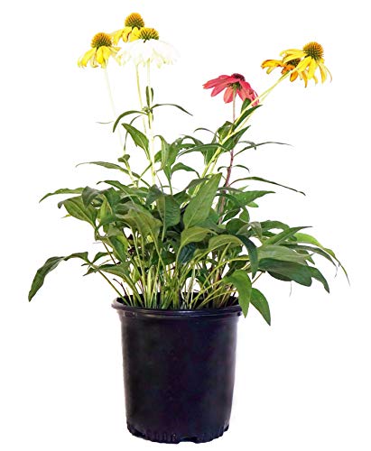 Echinacea Cheyenne Spirit