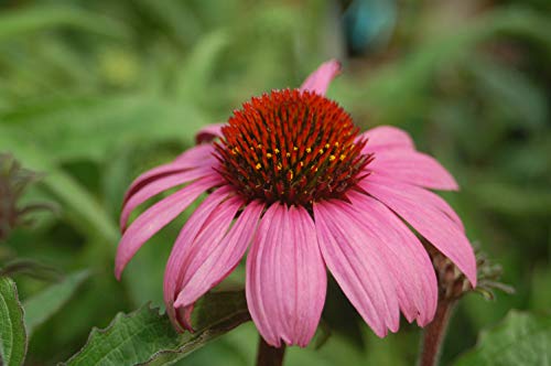 Echinacea Magnus