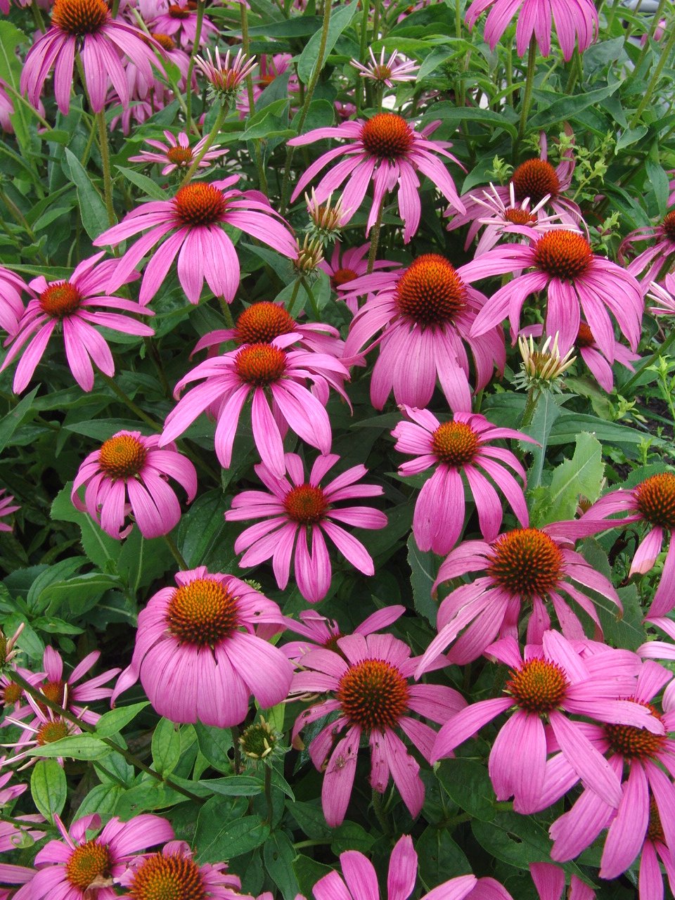 Echinacea purpurea