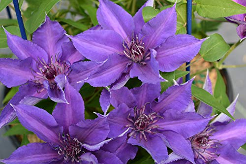 Edda™ Clematis flower petal close up